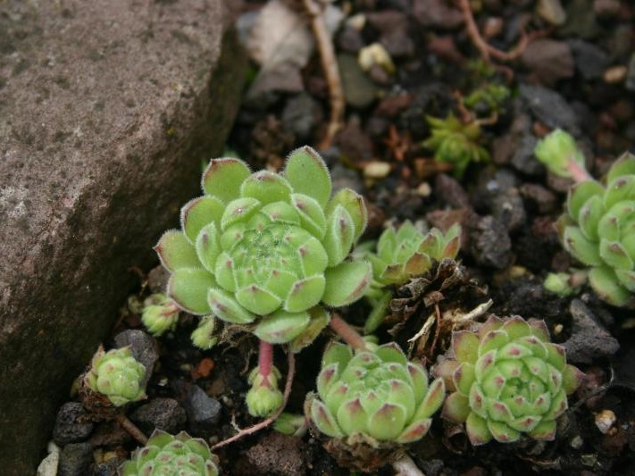 transcaucasicum