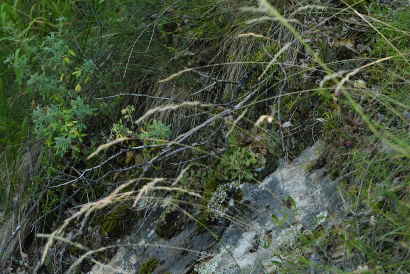 marmoreum ssp. erythraeum from Rila (oberhalb des Klosters)