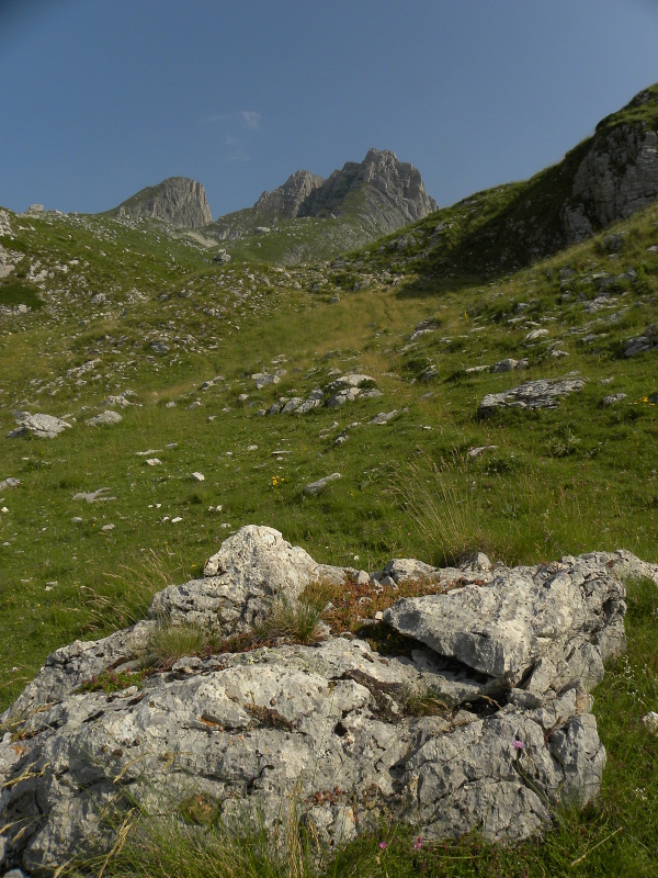 marmoreum ssp. marmoreum from Urdeni Do, Straße
