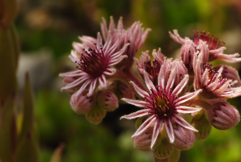 marmoreum ssp. marmoreum from Cheile Turzii (oben)
