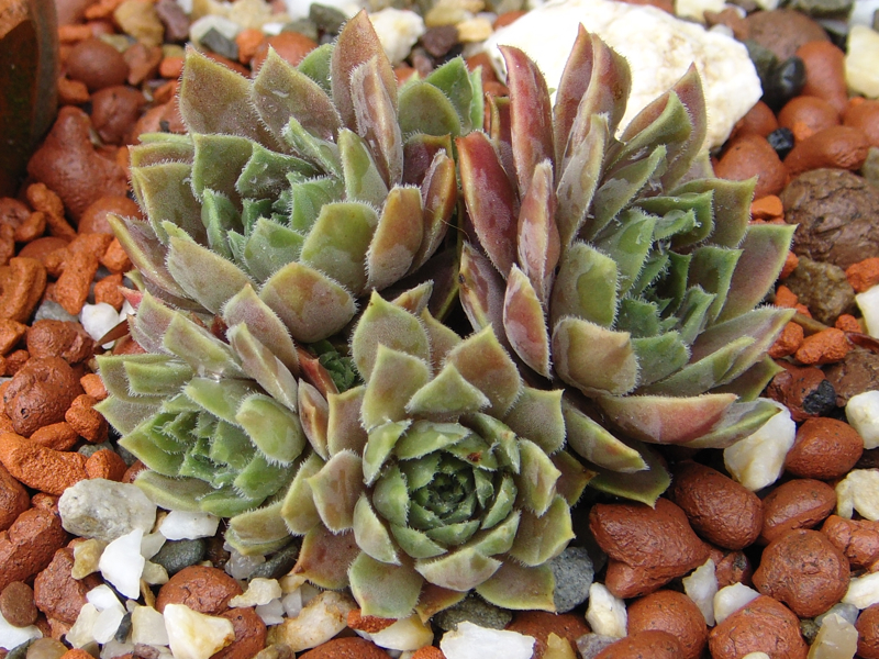 marmoreum ssp. erythraeum