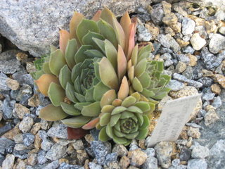 marmoreum ssp. reginae-amaliae (degenianum)