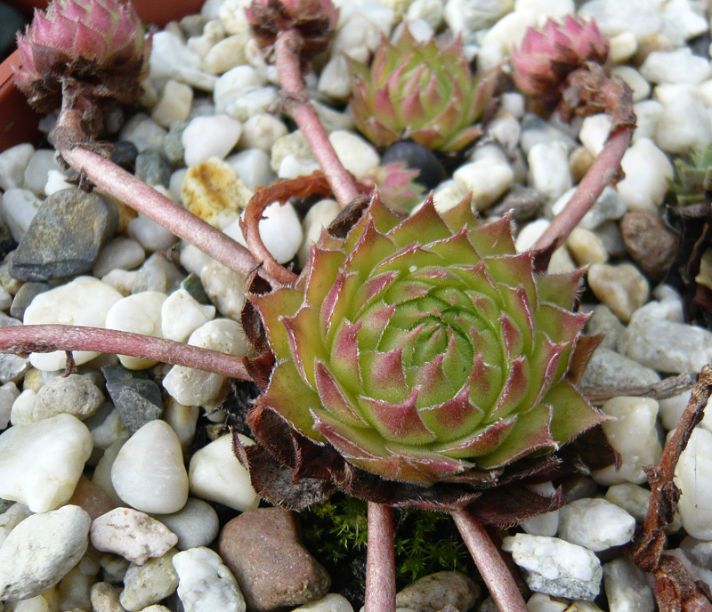marmoreum ssp. matricum