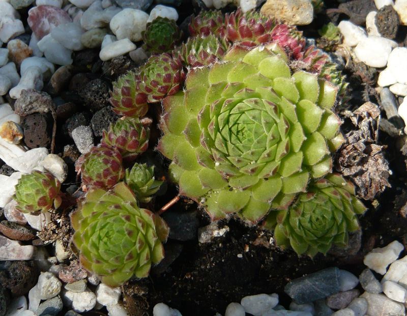 minutum (hirtella)