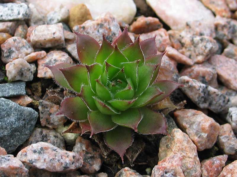tectorum var. tectorum (juratense)
