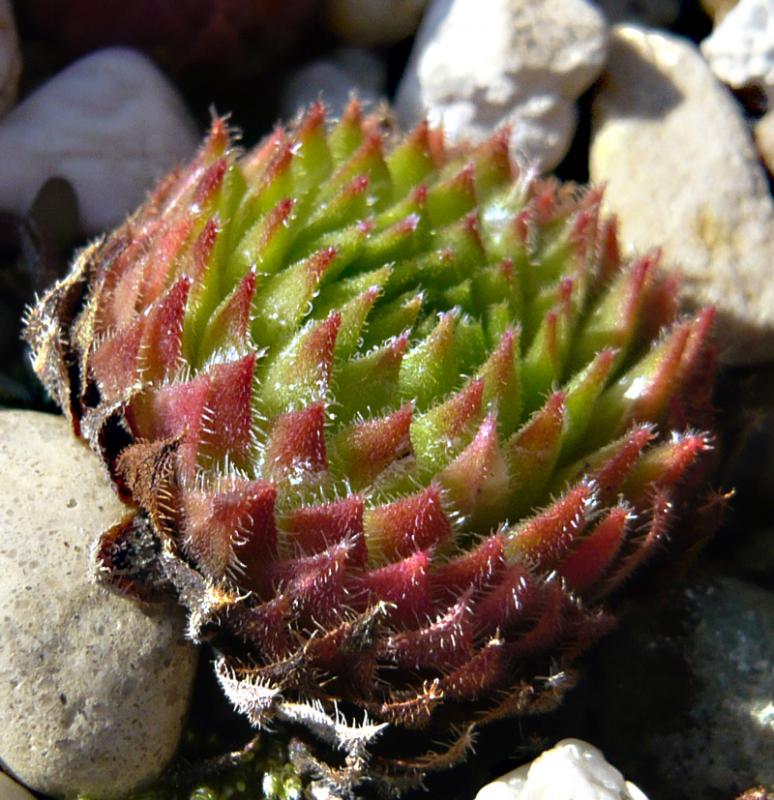 thompsonianum