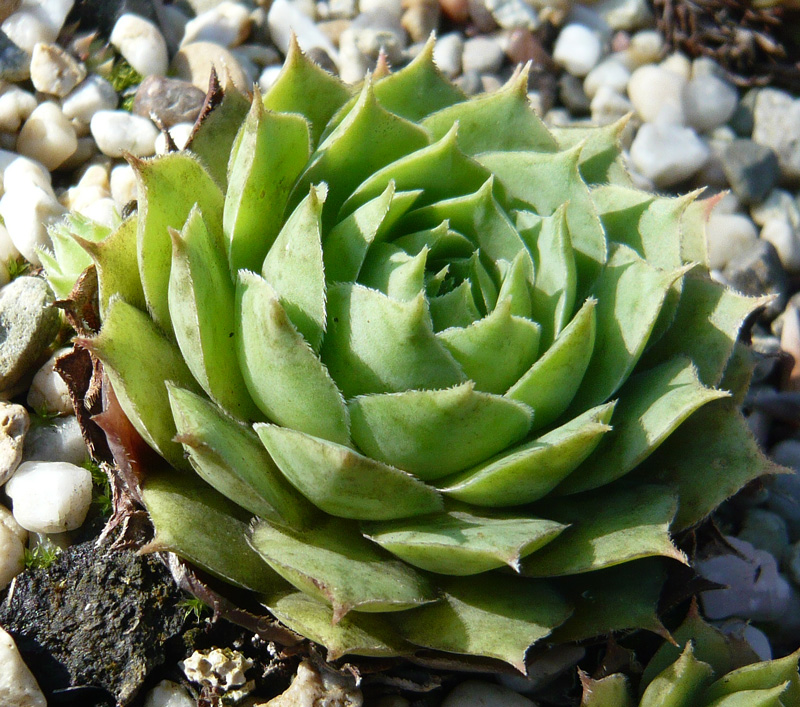 tectorum var. tectorum (decoloratum) from Culoz