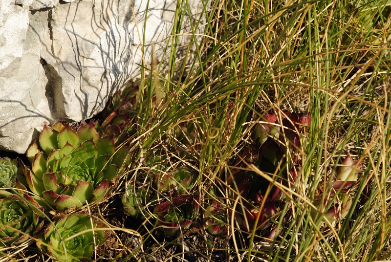 marmoreum ssp. marmoreum (dinaricum) from Voša