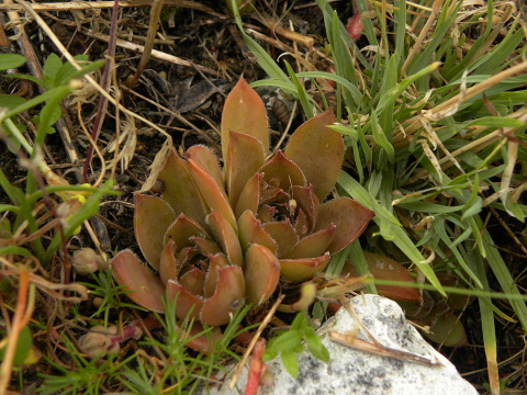 marmoreum ssp. marmoreum from Cheile Turzii (oben)