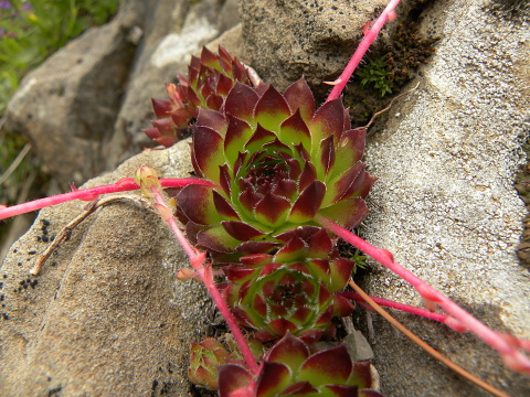 marmoreum ssp. marmoreum from Valušnica (Mitte)