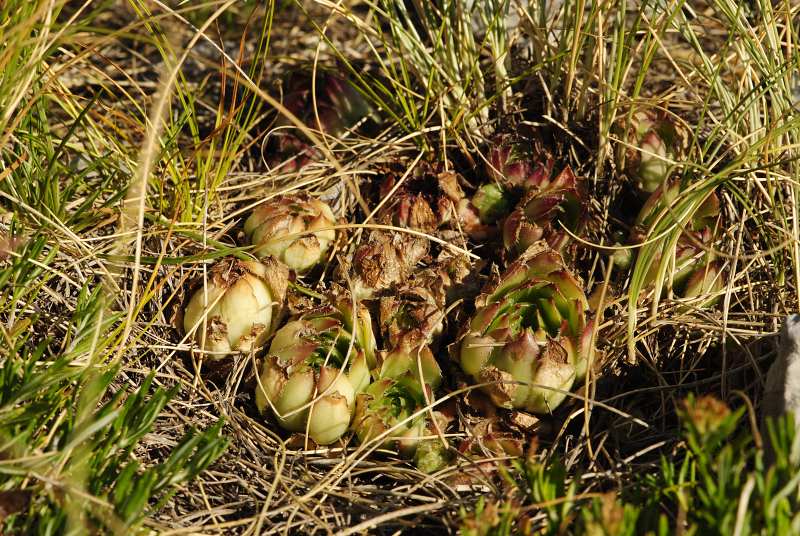 marmoreum ssp. marmoreum (dinaricum) from Voša