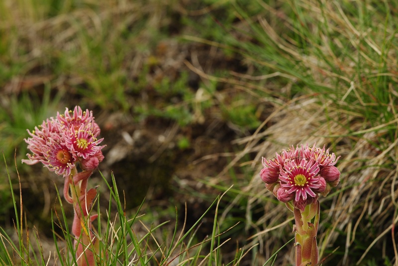 marmoreum ssp. reginae-amaliae (macedonicum) from Guri i Delpnis