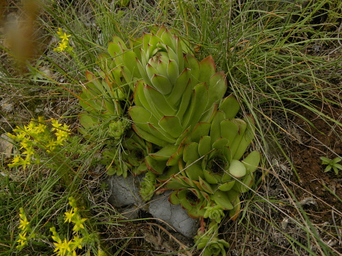 marmoreum ssp. marmoreum from Pernik