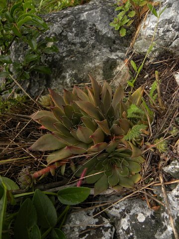 marmoreum ssp. marmoreum from Cheile Turzii (oben)