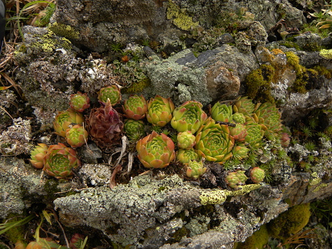 tectorum var. tectorum (alpinum) from Col du Tourmalet (unterhalb)