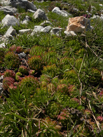 marmoreum ssp. reginae-amaliae (macedonicum) from Ljuboten