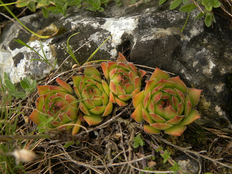 marmoreum ssp. marmoreum from Cheile Turzii (oben)