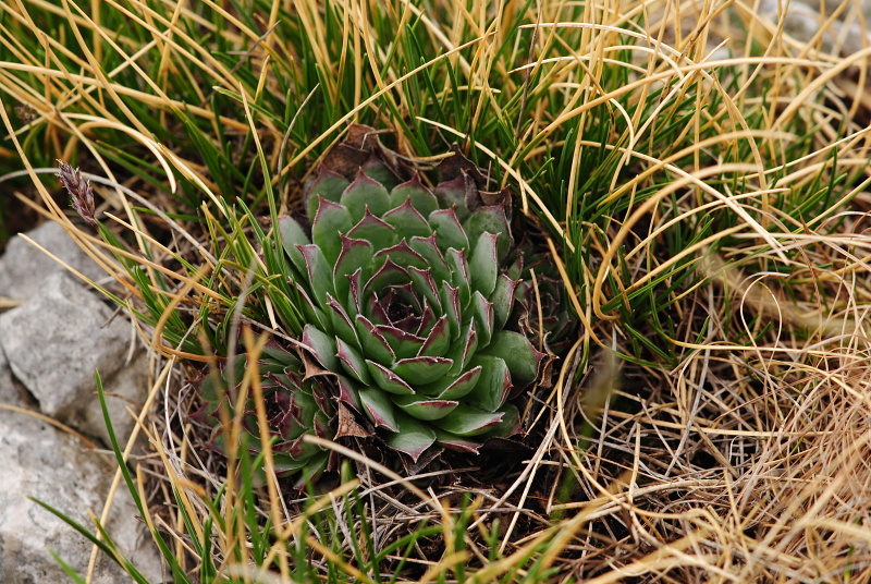 tectorum var. tectorum from Sveti Hieronim