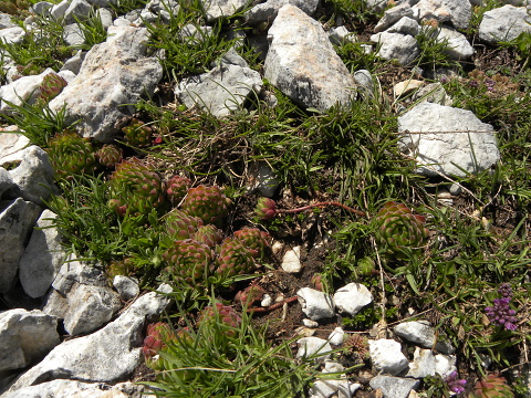 marmoreum ssp. reginae-amaliae (macedonicum) from Ljuboten