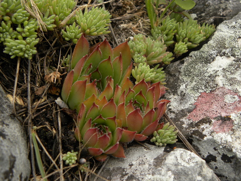marmoreum ssp. marmoreum from Cheile Turzii (oben)