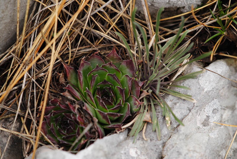 tectorum var. tectorum from Sveti Hieronim