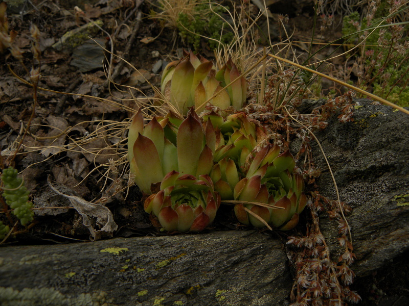 tectorum var. tectorum from Sant Maurici, See