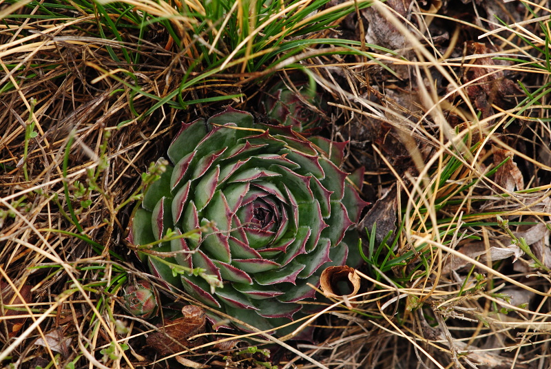 tectorum var. tectorum from Sveti Hieronim