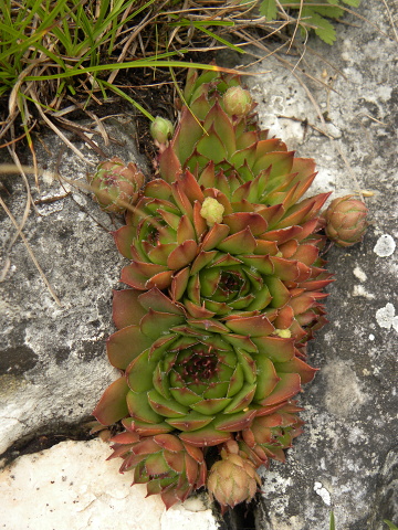 marmoreum ssp. marmoreum from Cheile Turzii (oben)