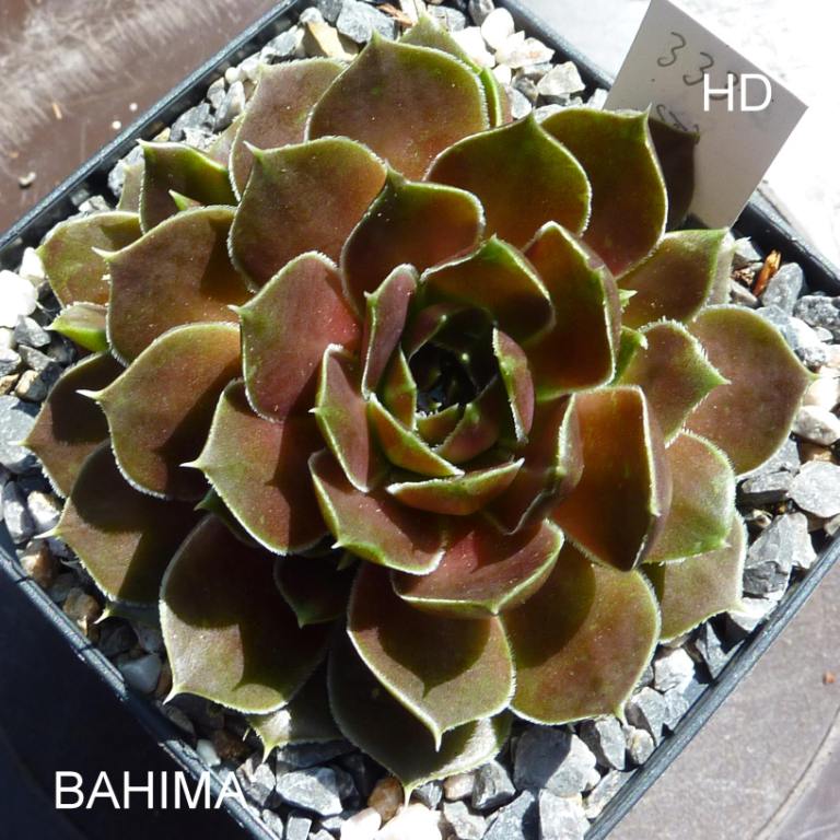 Bahima / Jovi
