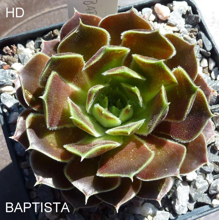 Baptista / Jovi