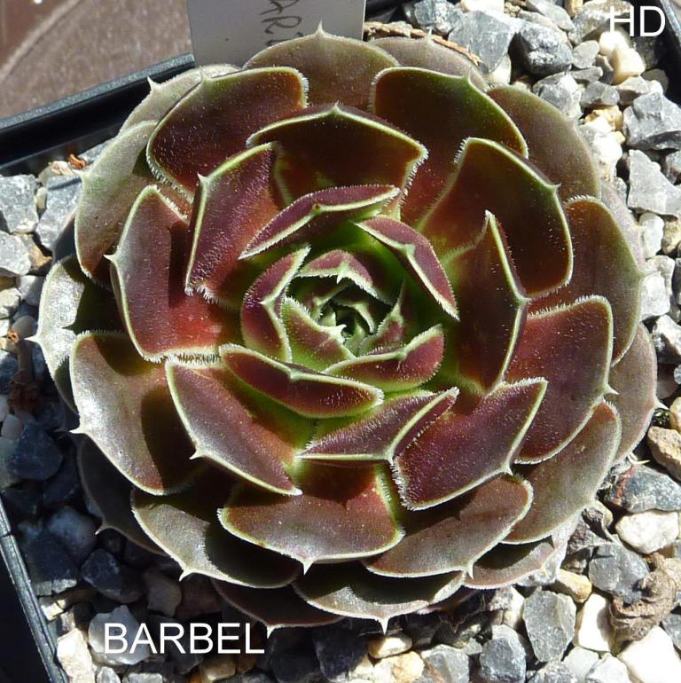 Barbel / Jovi