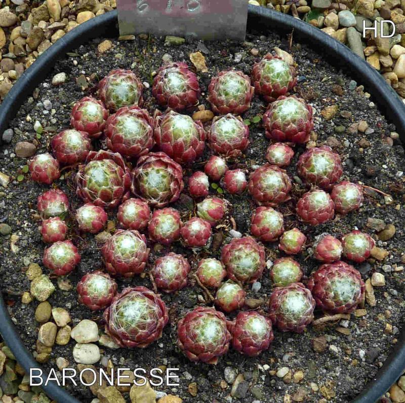 Baronesse