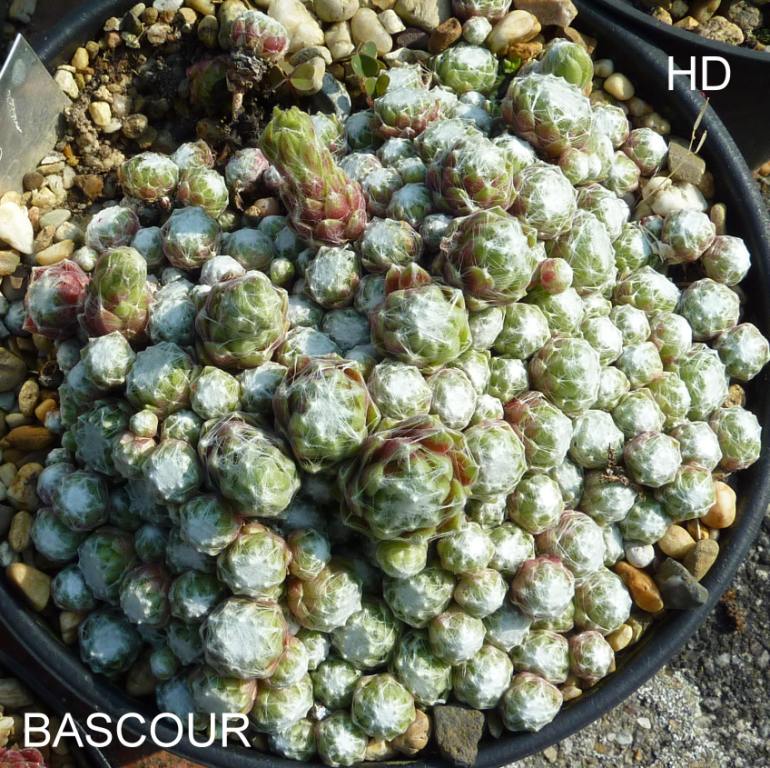 Bascour
