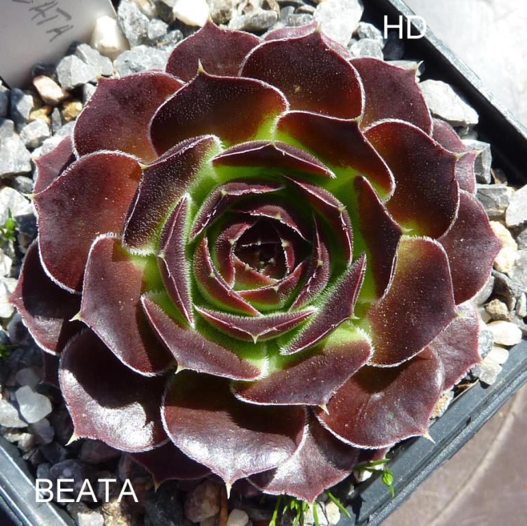 Beata / Jovi