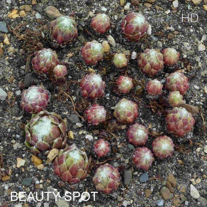 Beauty Spot