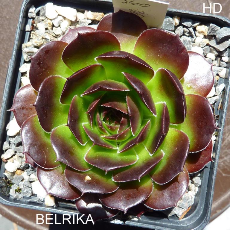 Belrika / Jovi