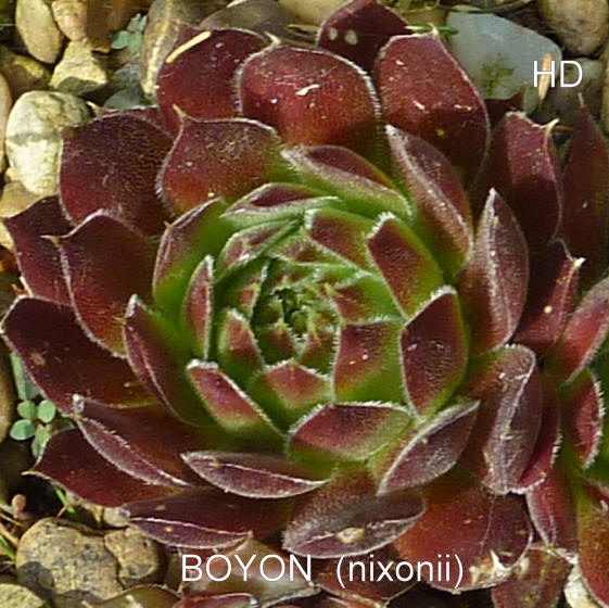 Bayon / Jovi
