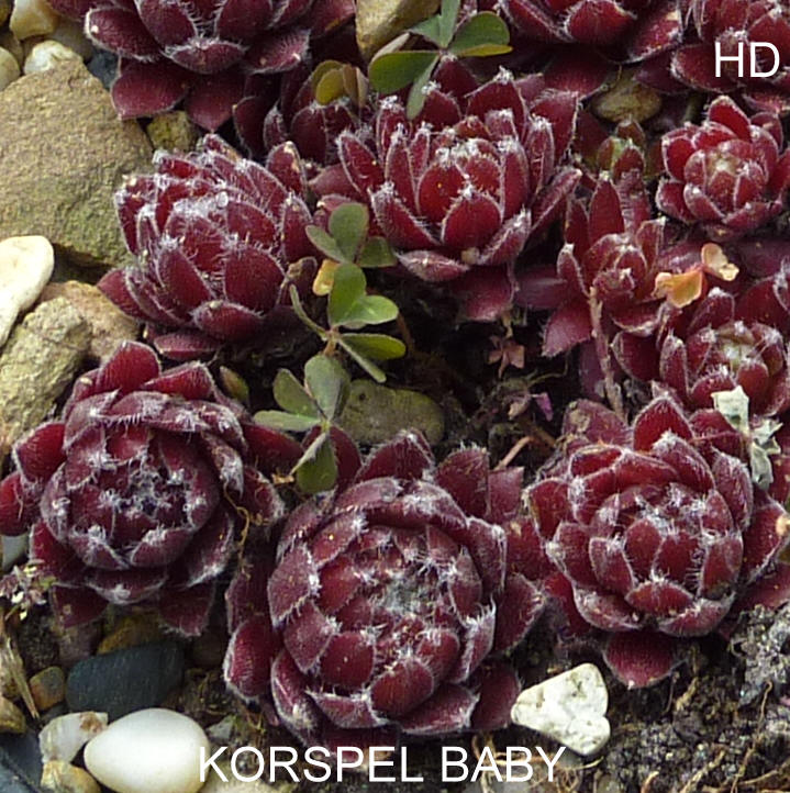 Korspel Baby