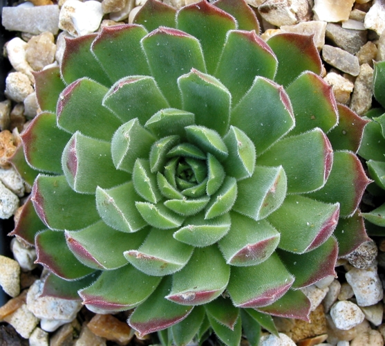 transcaucasicum