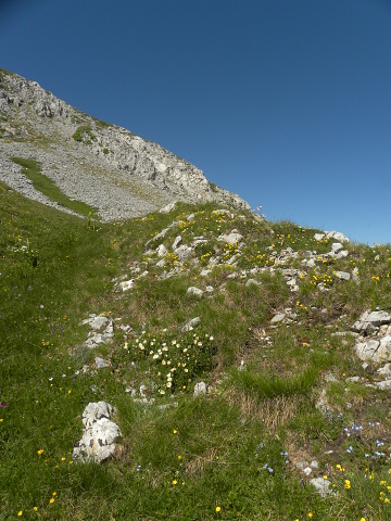 marmoreum ssp. marmoreum from Kom Vasojevićki (Abhang)