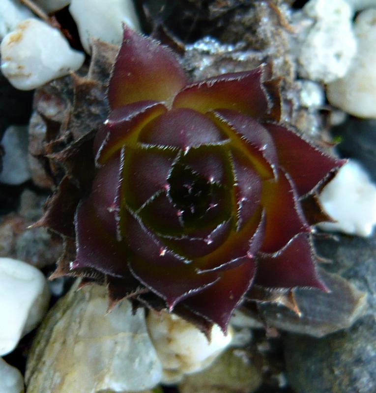marmoreum ssp. marmoreum (balcanicum)