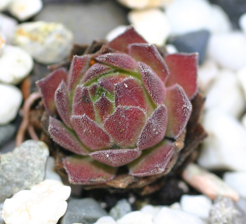 montanum ssp. burnatii from Queyras
