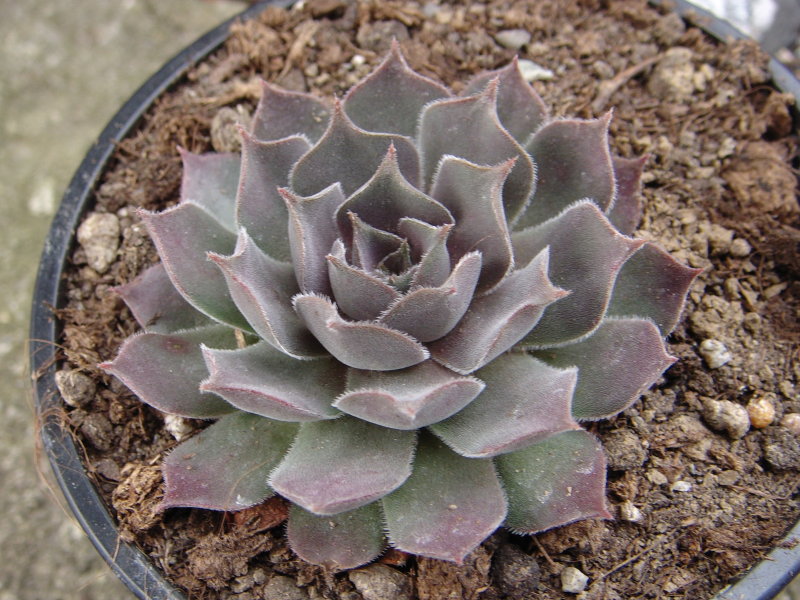 marmoreum ssp. reginae-amaliae (degenianum)