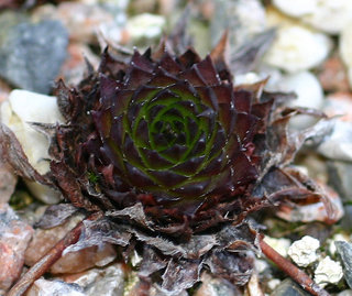 marmoreum ssp. marmoreum (dinaricum)