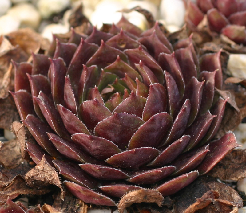 marmoreum ssp. marmoreum (rubicundum)
