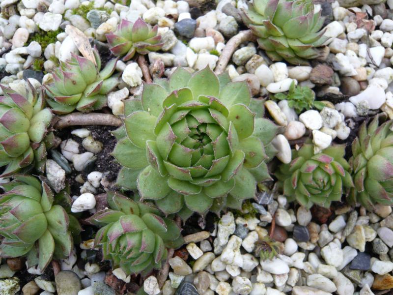 marmoreum ssp. matricum