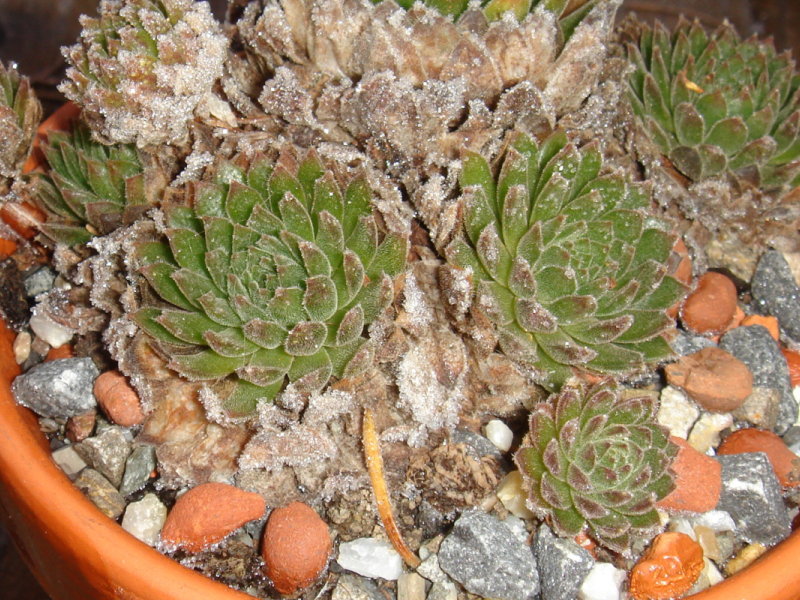 montanum