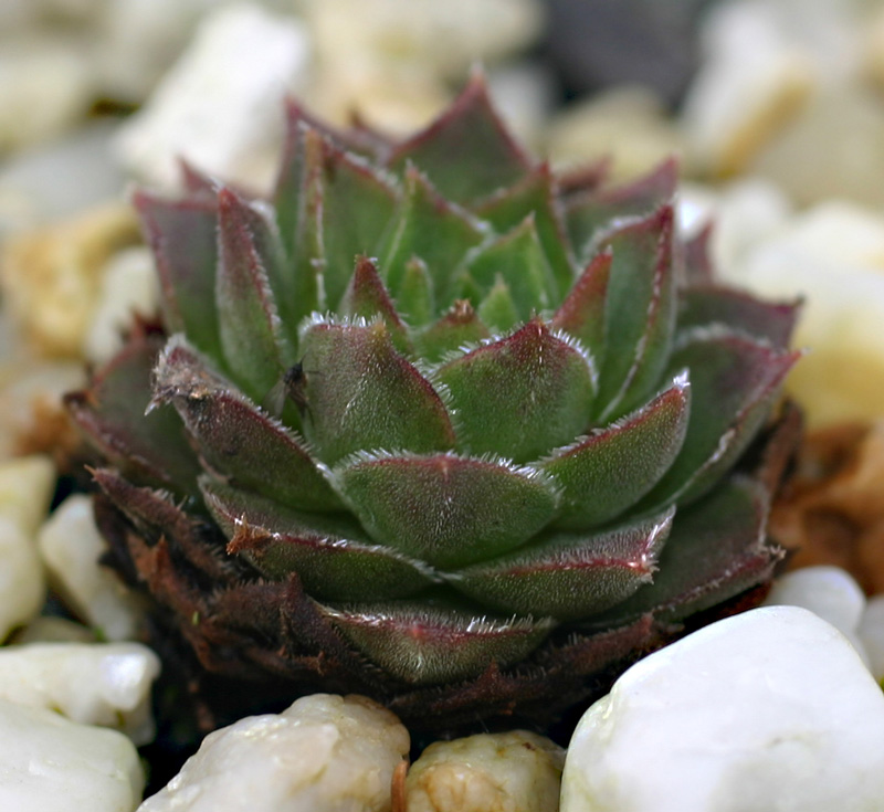 marmoreum ssp. reginae-amaliae from Kambeecho No. 1