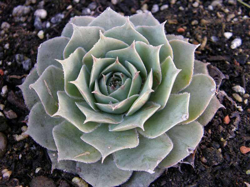 tectorum var. tectorum (decoloratum) from Culoz