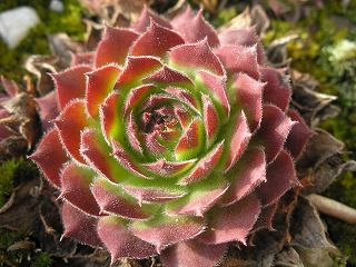 wulfenii ssp. juvanii